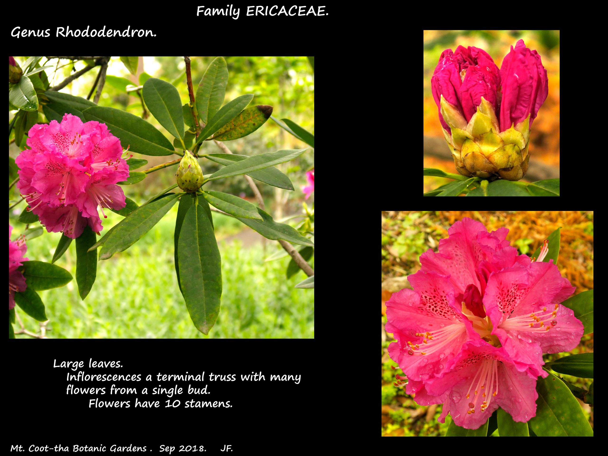 2  A deep pink Rhododendron leaves & truss